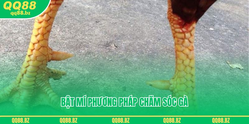 Bật mí phương pháp chăm sóc gà sở hữu vảy án thiên