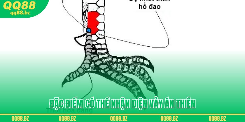 Đặc điểm giúp kê tủ có thể nhận diện vảy án thiên